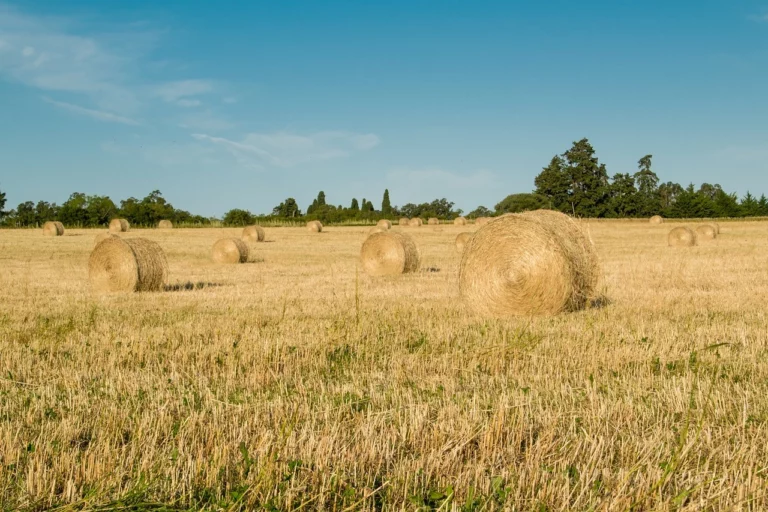 Nieruchomość rolna - rzeczoznawca majątkowy - wycena